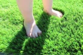 Zoysia Çim